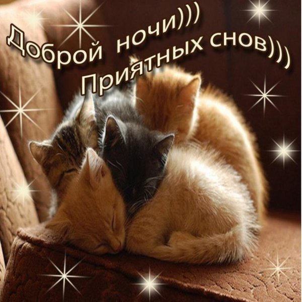 Спокойной ночи сладких снов