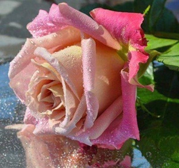 Нежные цветы для тебя