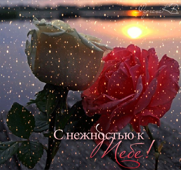 Цветы любовь нежность