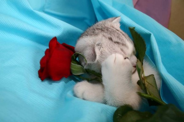 Открытки для тебя с нежностью