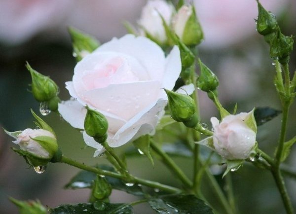 Многая и Благая лета поздравления