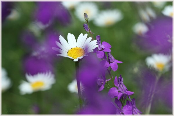 Многая лета поздравление