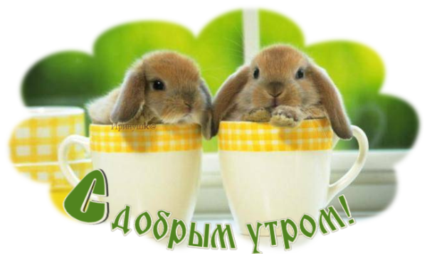 С добрым утром заяц