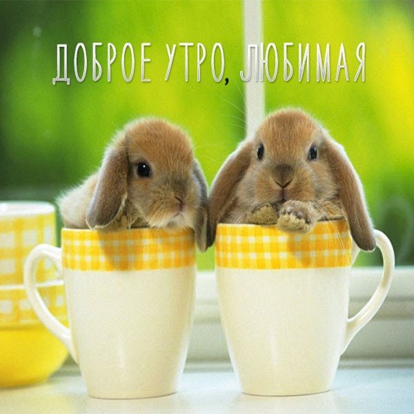Милые кролики добро утро