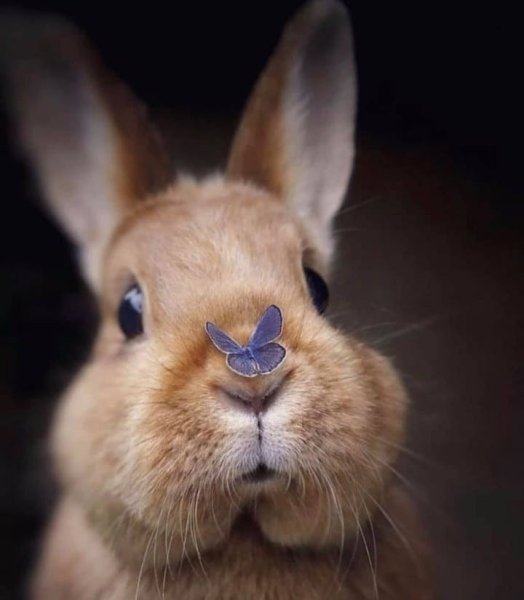 Доброе утро кролик