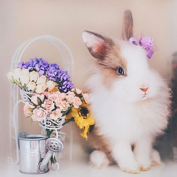 Доброе утро кролик