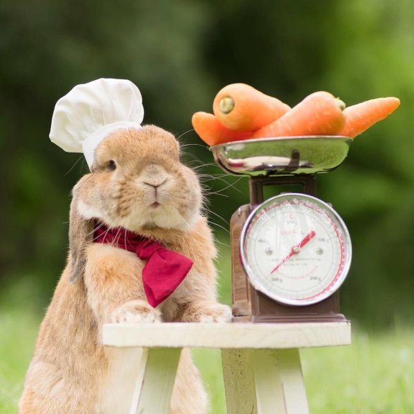 Добрый Крол