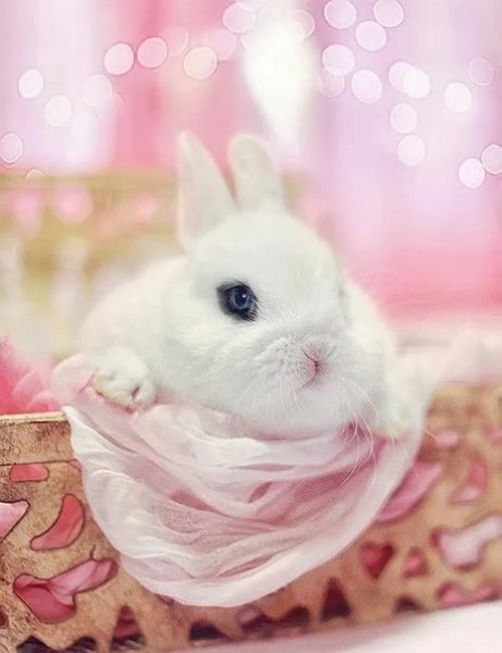 Доброе утро кролик