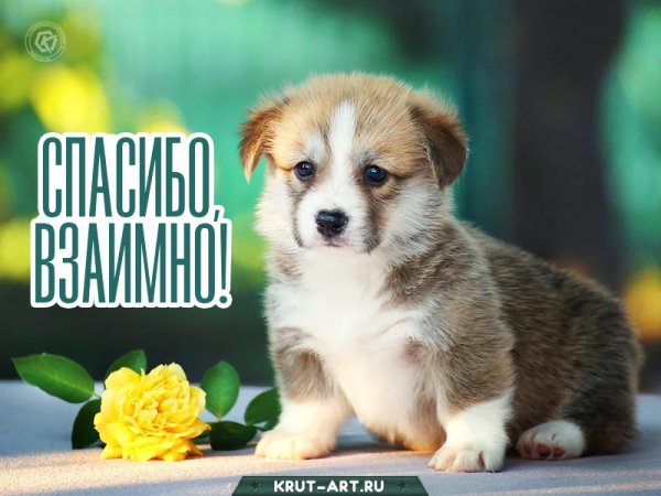 Пингвин поклон