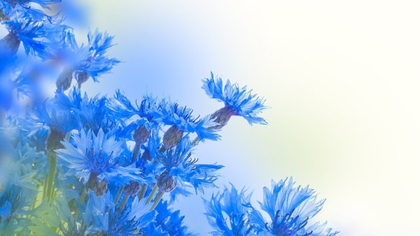 Фон с васильками