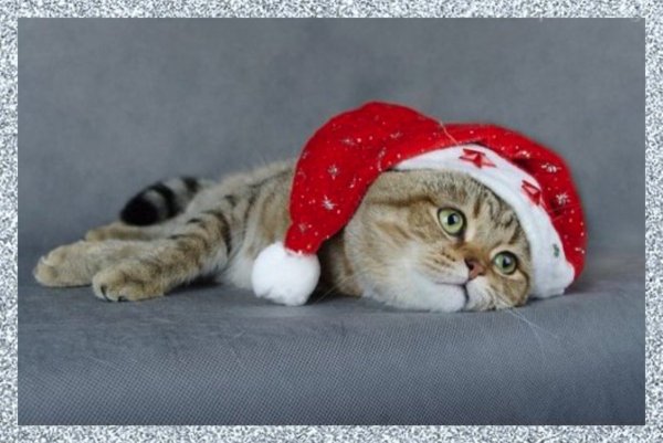 После новогодних праздников приколы