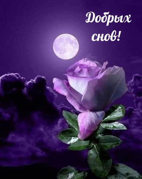 Спокойной ночи цветы