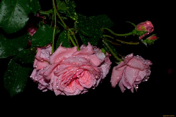 Мерцающие цветы для девушки