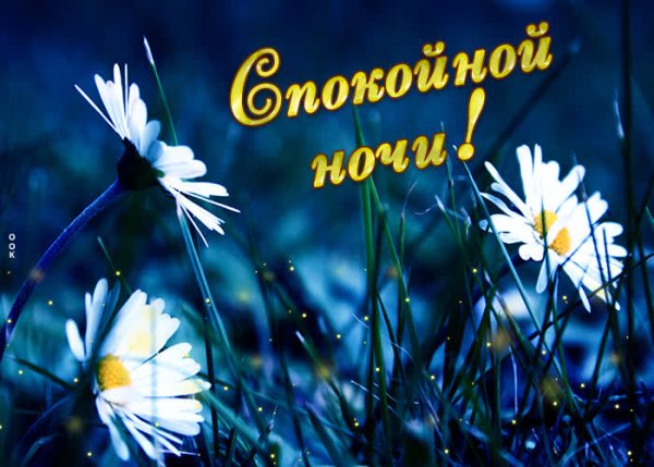 Приятных снов ромашки