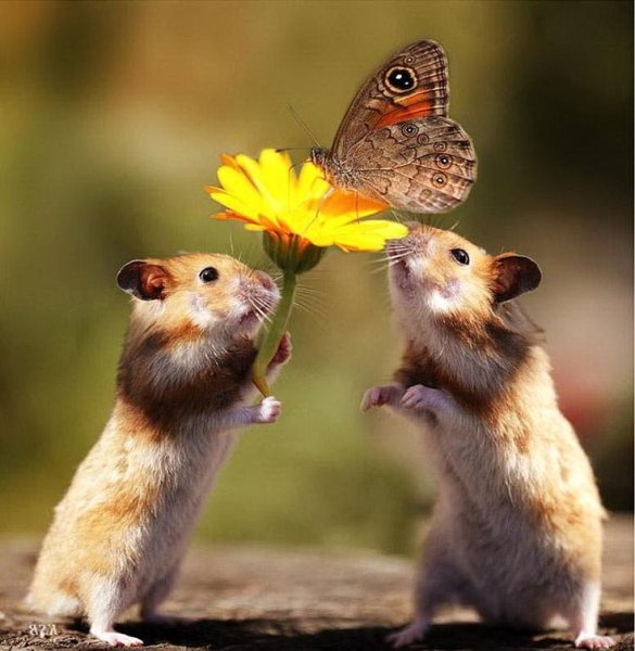 Позитивный хомяк