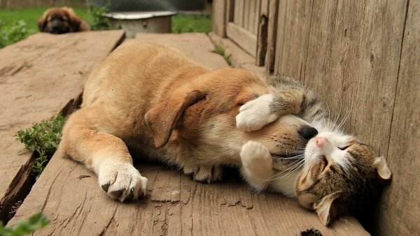 Забавные животные