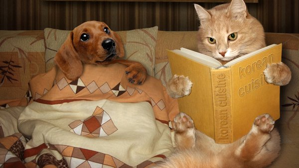 Спокойной ночи с животными