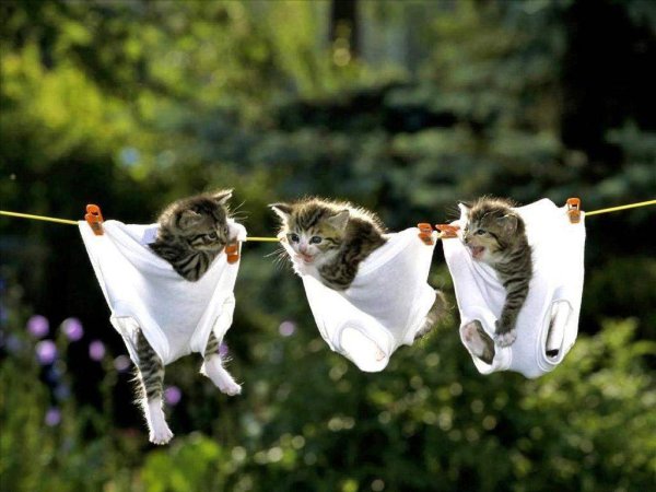 Котики для поднятия настроения