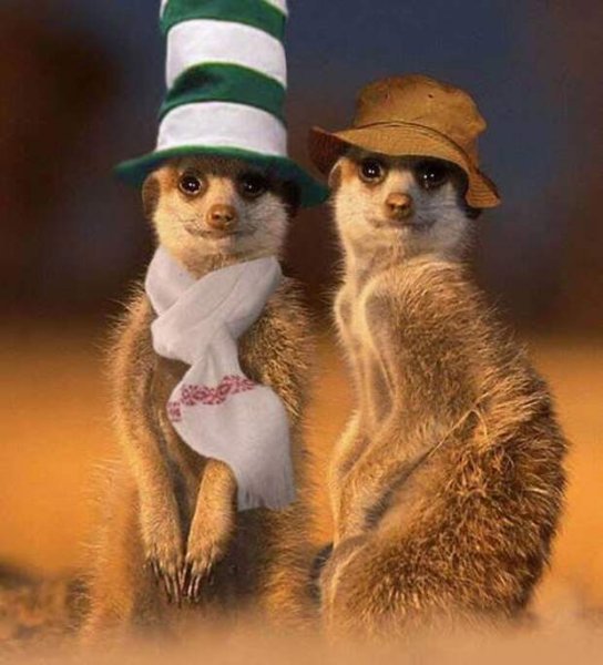 Сурикат в новогодней шапке