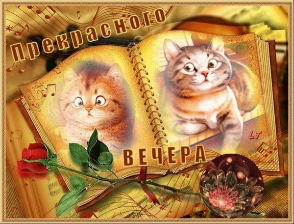Открытки с котиками доброй вечер