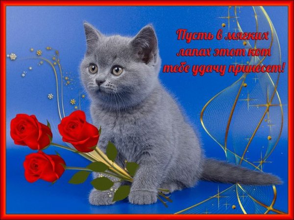 Красивые котята с пожеланиями