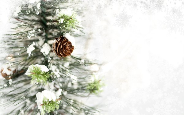 Заснеженная Еловая ветка