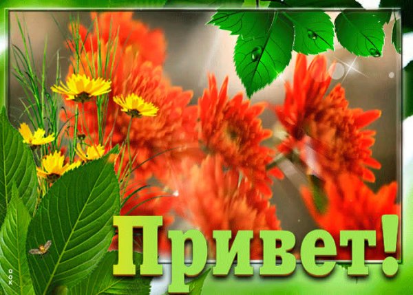 Красивое Приветствие с цветами