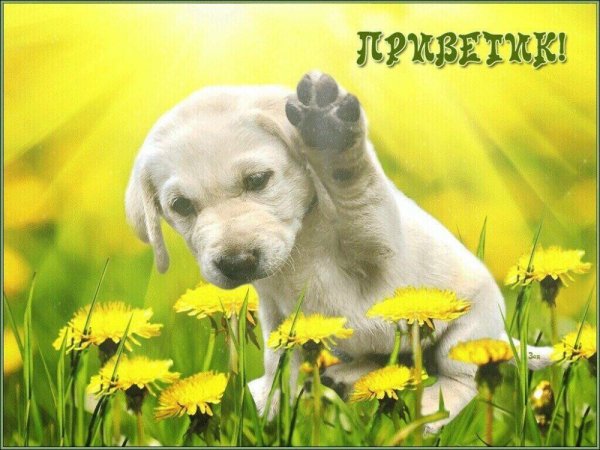 Открытки привет прикольные