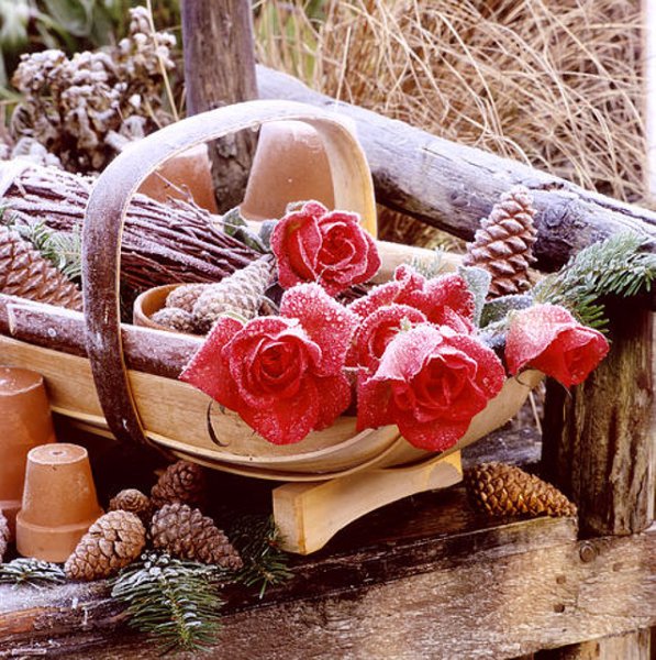 Шикарный букет роз в корзинке на снегу