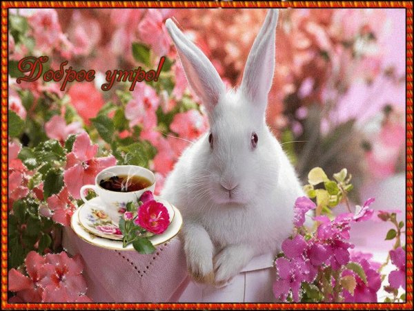 Вязаные игрушки с добрым утром