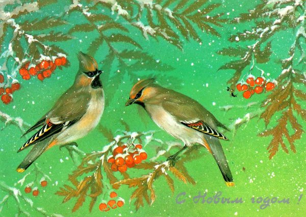 С новым годом птицы