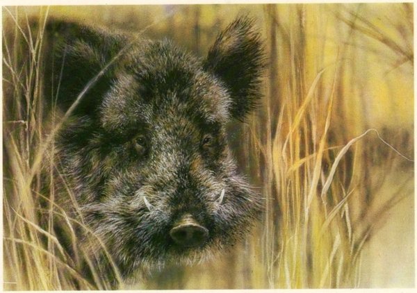 Алексей Исаков художник анималист