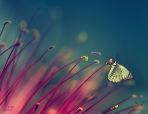 Красивые мысли