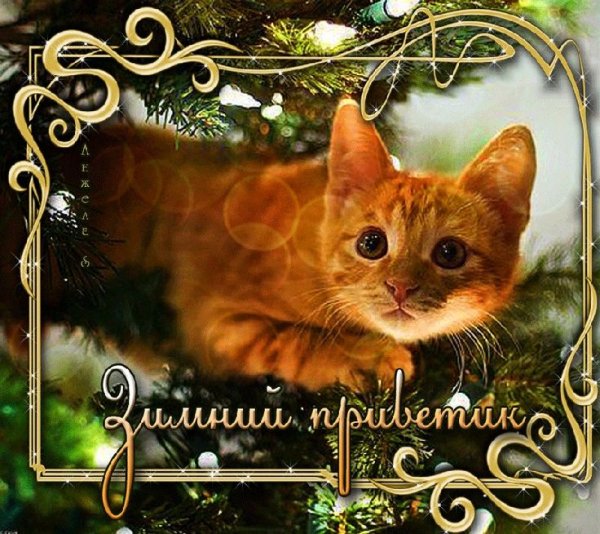 Зимний приветик открытки