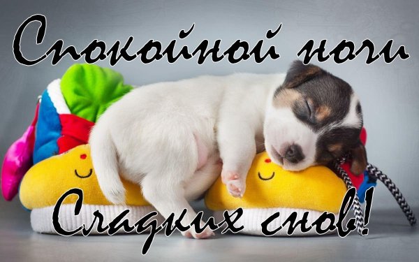 Спокойной ночи собака