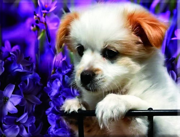 Открытки с животными красивые