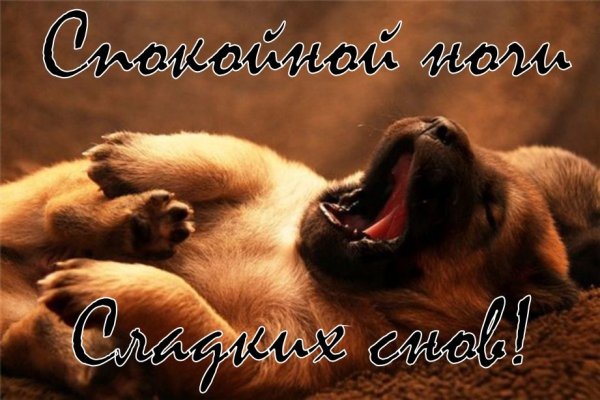 Спокойной ночи собака
