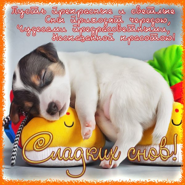 Открытки доброй ночи с собаками