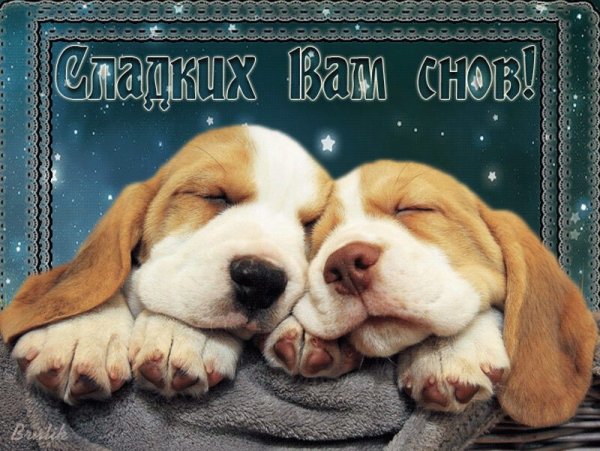 Спокойной ночи щенок