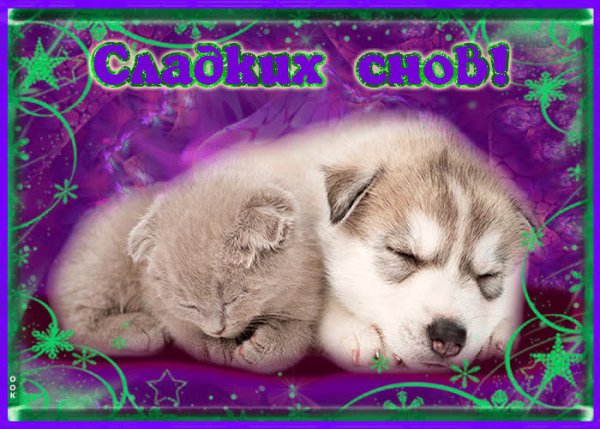 Спокойной ночи собаки с пожеланиями