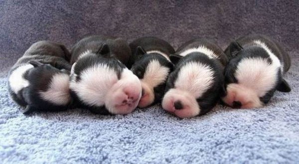 Спокойной ночи щенок с надписью