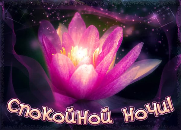 Доброй ночи лилии