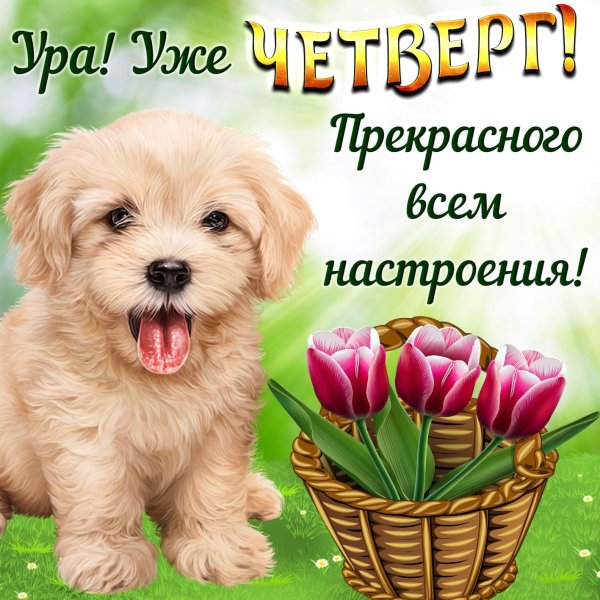 Доброе утро четверга