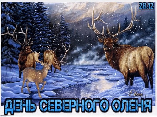 День Северного оленя