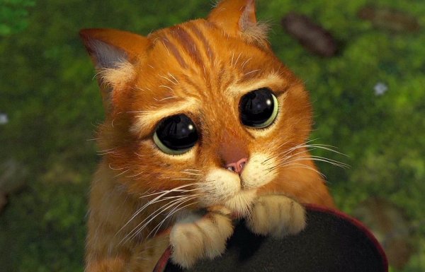 Кот из Шрека с большими глазами