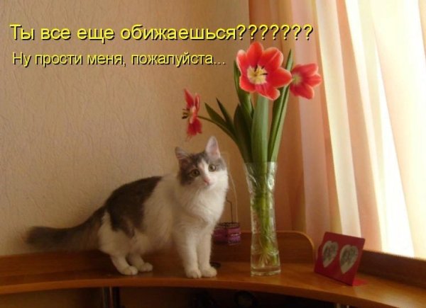 Открытка не обижайся