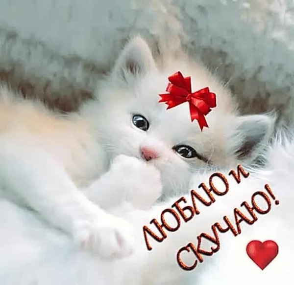 Скучаю по любимому котенку