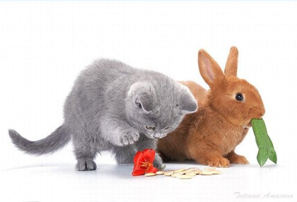 Зайка и киса