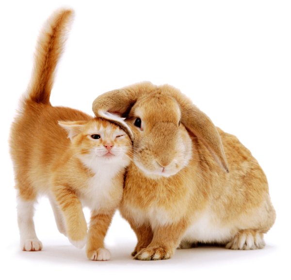 Кролик и кошка