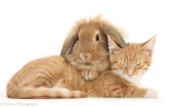 Кролик и котик